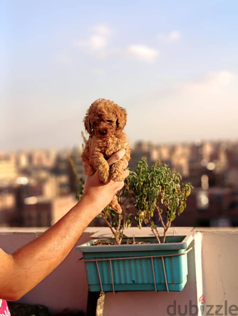 toy poodle 1