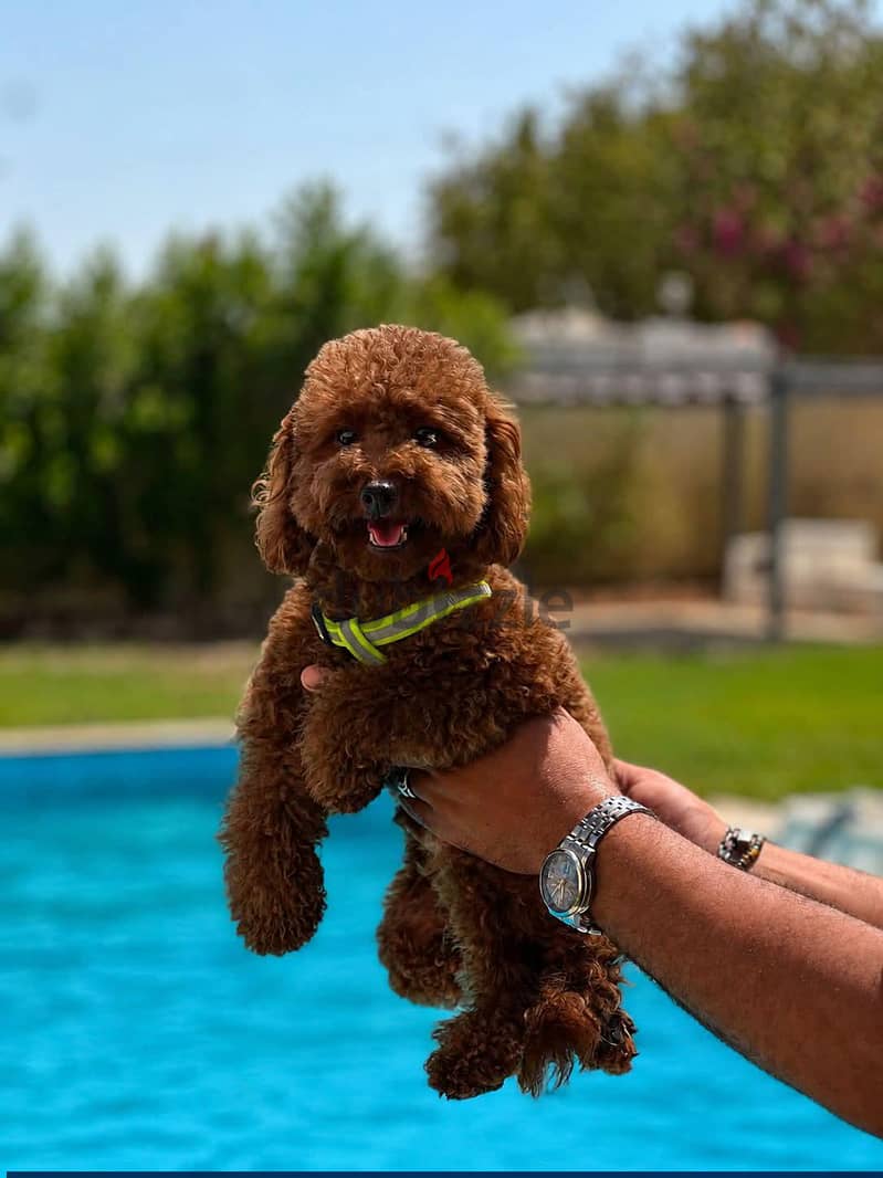 toy poodle 2