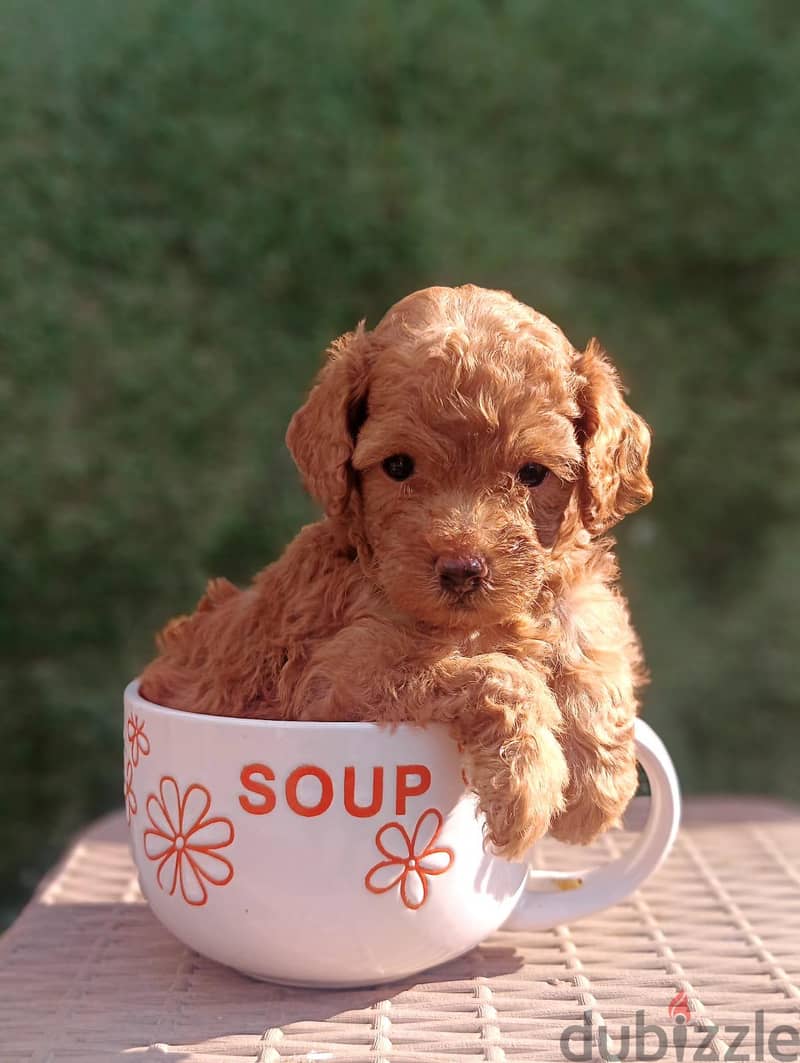 toy poodle 3