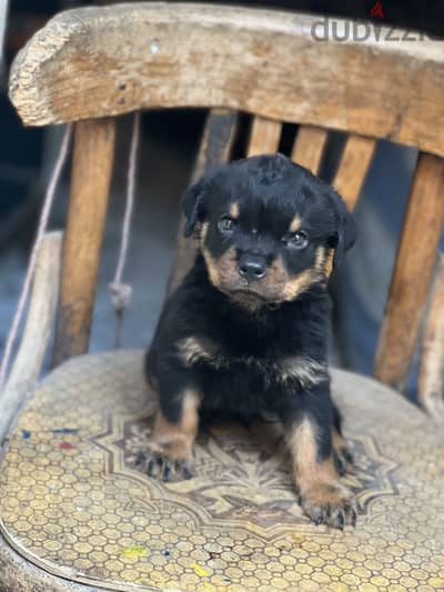 Rottweiler puppy vaccinations