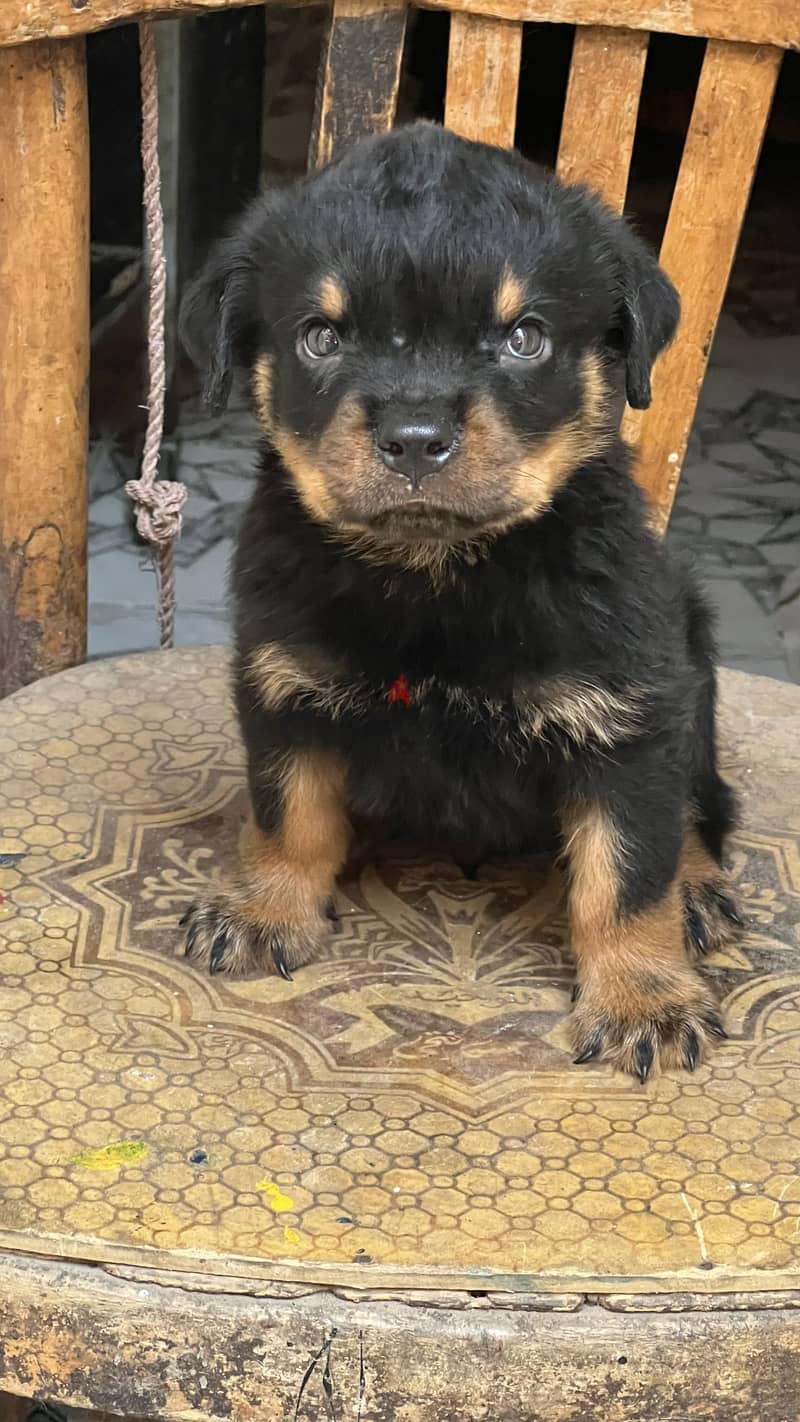 Rottweiler puppy vaccinations 1