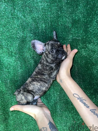 بنت فرنش بولدوج • French bulldog female