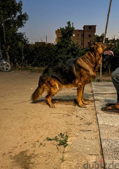 كلب جيرمن