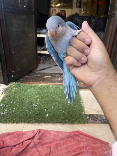 كويكر