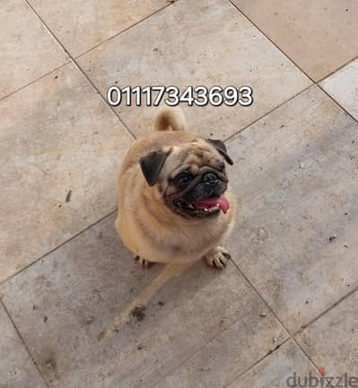دكر ونتايه بج