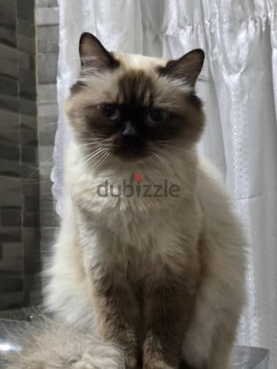 قطة راجدول حامل pregnant ragdoll