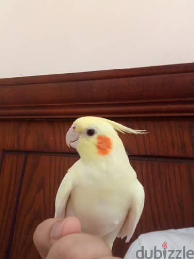 بنت لاتيني بيرل تأكيل يدوي