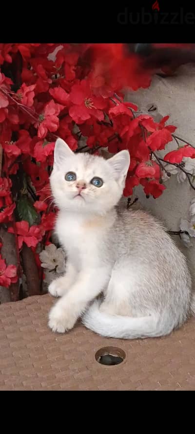 Scottish straight short hair cats