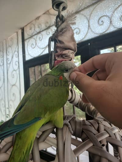 كويكر جرين ذكر