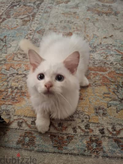 Himalayan Boys