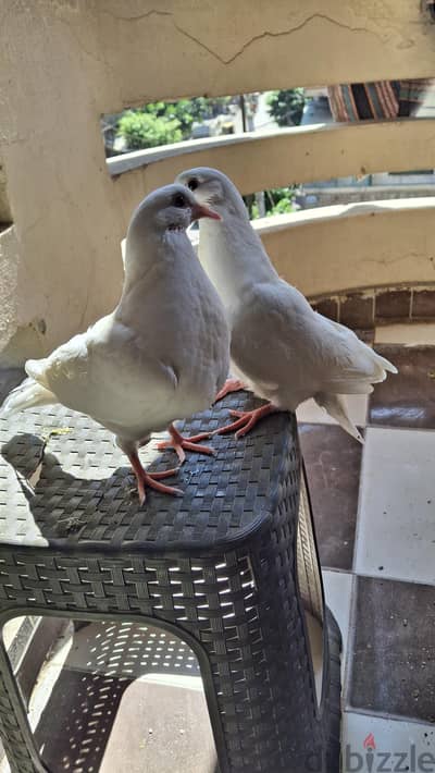 زغلولين لاحم
