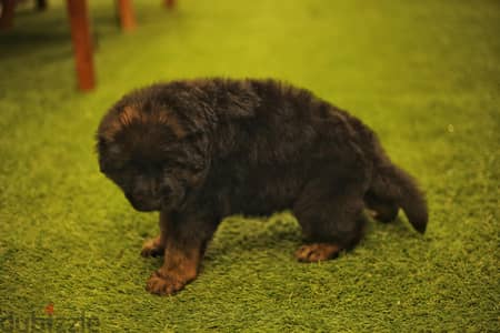 German shepherd puppies male female German جراوي جيرمن شيبرد ذكر انثي