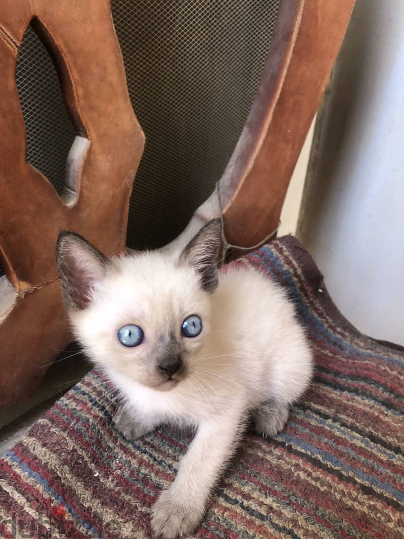 seal point siamese 1