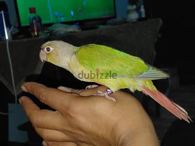 بينابول