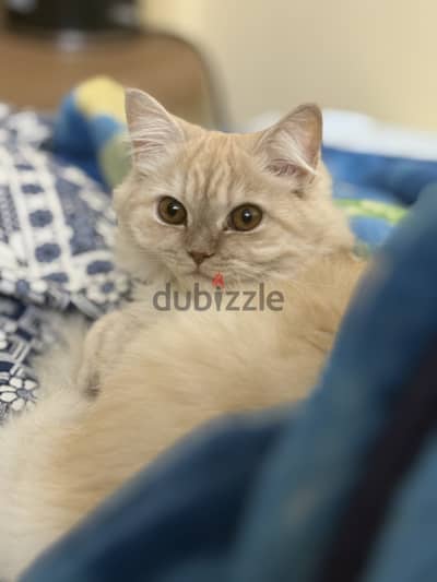 قطة منزل للتبني - House cat for adoption