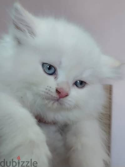 قطقوطه هبمالايا