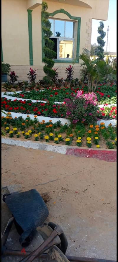 نباتات زينة  ، زهور