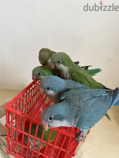 ببغاء  كويكر اليف