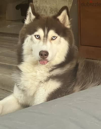 Purebred Husky male for sale with great features and high quality.