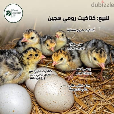 كتاكيت رومي