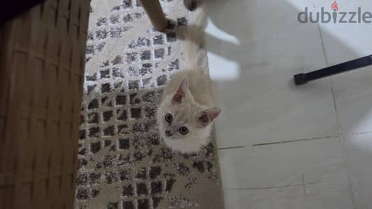 قط للتبني بمدينه بدر
