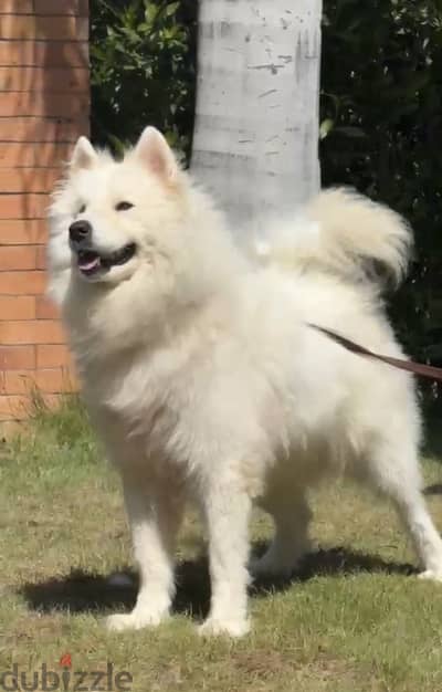 Female Samoyed 2 years نتاية سامويد متحوزتش قبل كدة