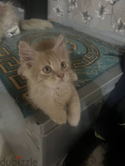 قطط شيرازى