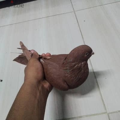مطلوب ٣ نتايات شغالين