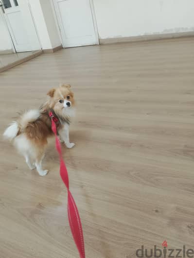 كلب Pomeranian