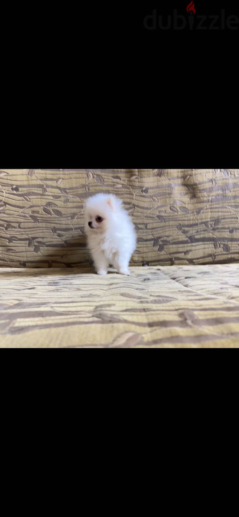 Pomeranian 1