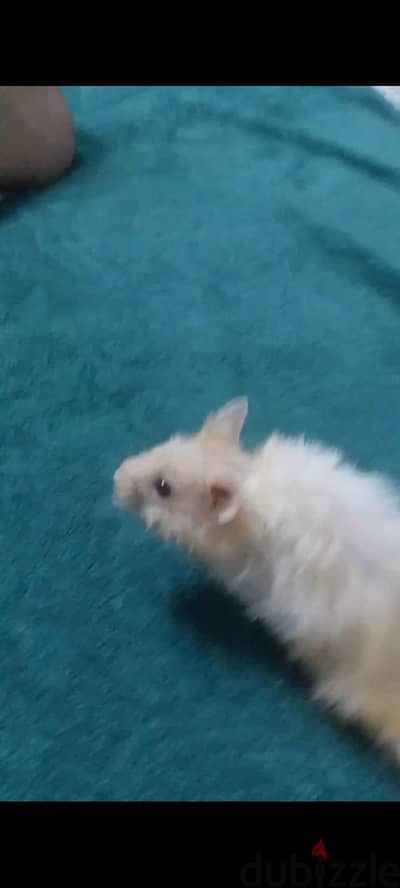 زكر همستر سوري