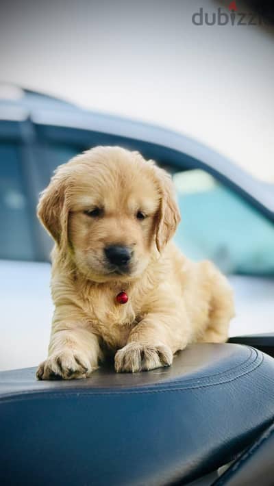 جولدن ريتريفر golden retriever