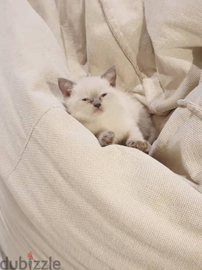British short hair Blue point pure