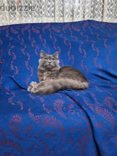 لظروف السفر