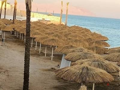 شماسي القش الافريقي