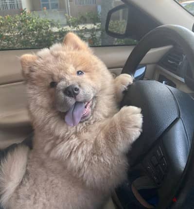 كلب الملوك و المشاهير تشاو تشاو Chow Chow
