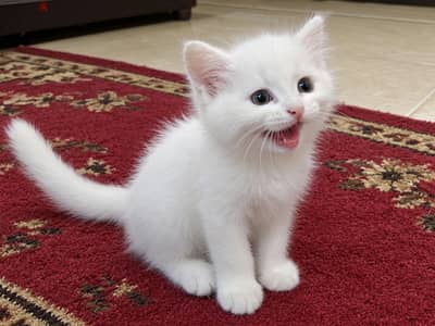 اجمل دباديب انجولا تركي
