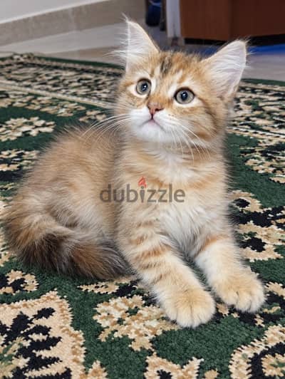 القطه الكيوته اهي