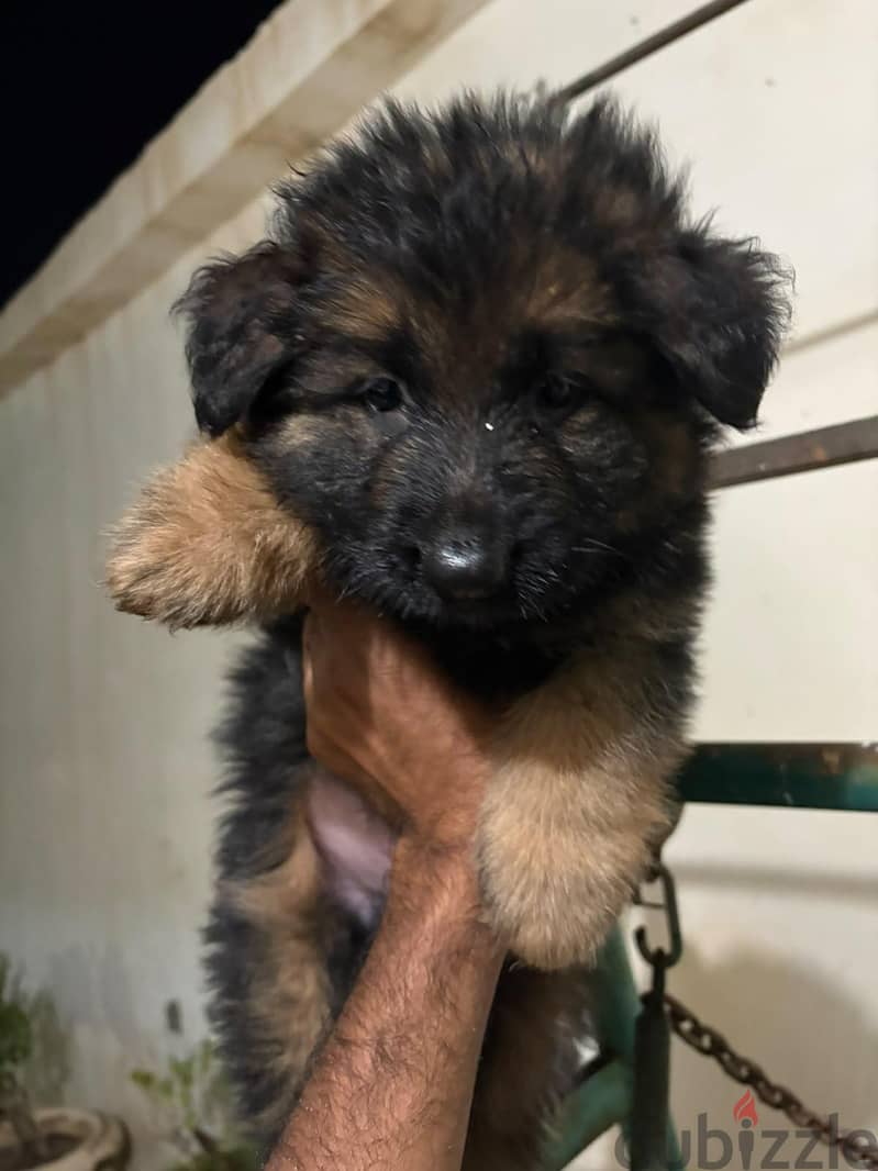 German shepherd for sale 1