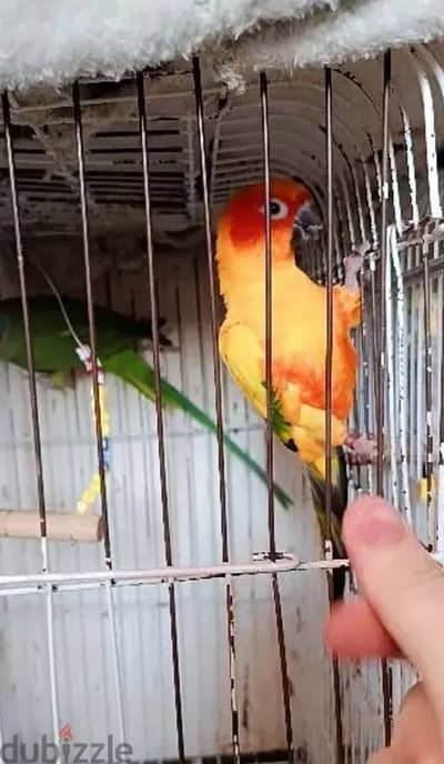 صن كونيور للانتاج
