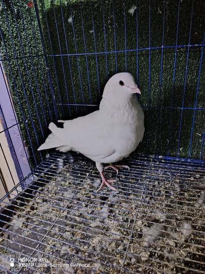 دكر حمام لاحم