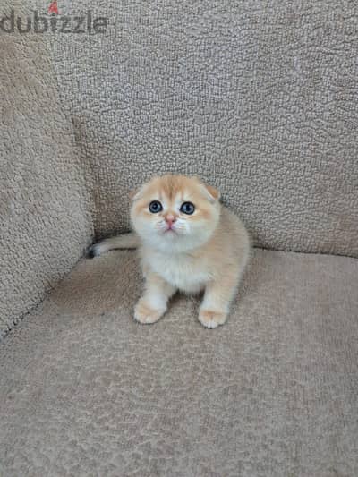 Female Scottish Fold for sale