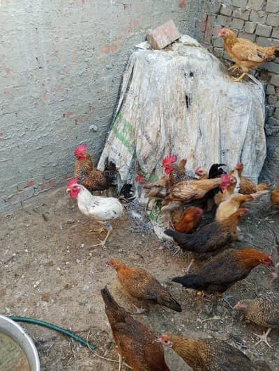 ديوك وفراخ