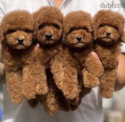Toypoodle puppy