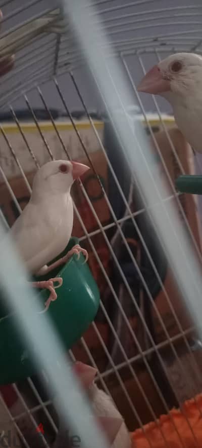چاوا ابيض