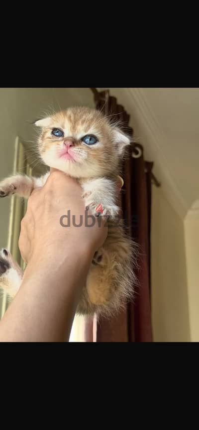 Scottish fold male