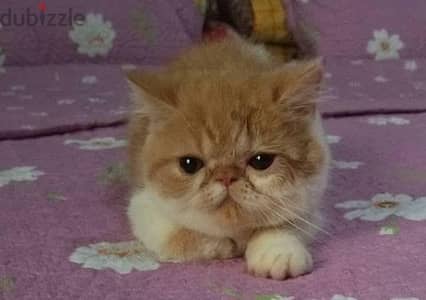 اكزوتك وبيرشن