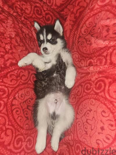 Siberian Husky Puppy