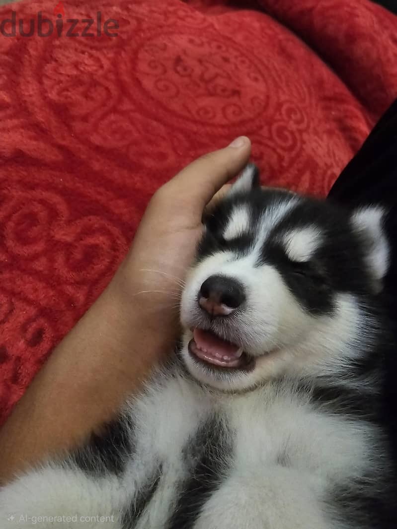 Siberian Husky Puppy 1