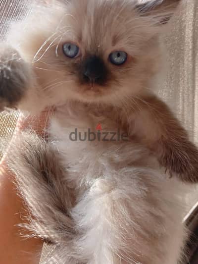 Himalayan Kittens